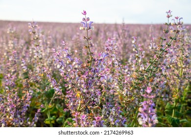 Sage Field For Obtaining Essential Oils In Eastern Europe