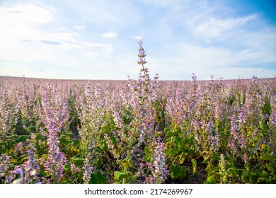 Sage Field For Obtaining Essential Oils In Eastern Europe