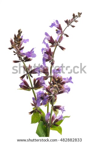 Sage flowers