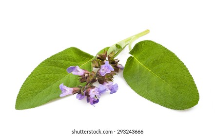  Sage Flowers Isolated On White Background 