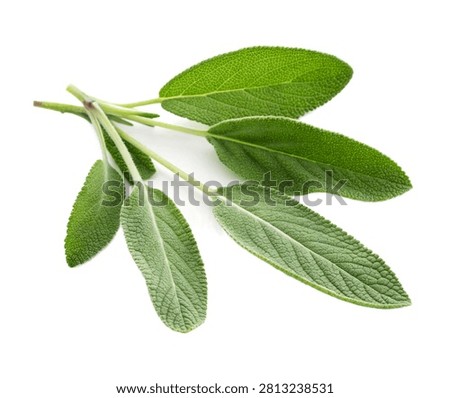 Sage Fresh Sage Leaves Elevated Three Quarte Isolated On White Background