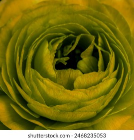 sage green flower close up macro shot. Bright colored rose flower petals background. Spring olive green ranunculus flower top view. Classic moss color of the year. Crocodile pear pickle green rose. - Powered by Shutterstock