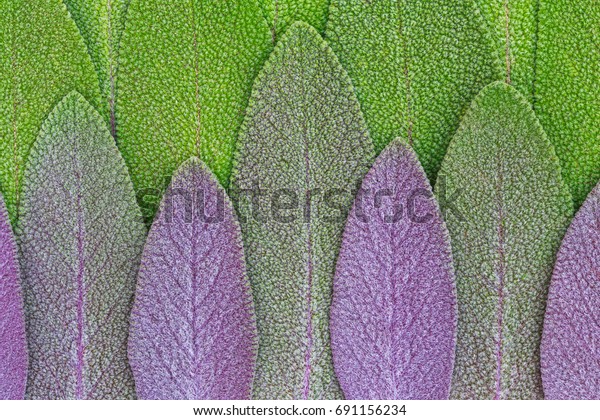 Sage green and purple leaves. Salvia\
officinalis \'Purpurascens\' or Purple-Leaved Sage.\
