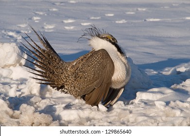 Sage Grouse