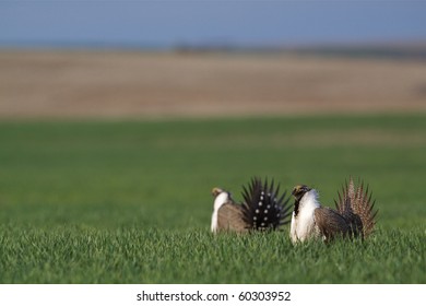 Sage Grouse Displaying On A Lek In A Wheat Field In Agricultural Habitat In Washington, Idaho, Oregon, Wyoming, Colorado, California, And Montana.  This Species Is Threatened, Possibly Endangered. 