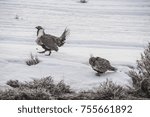 Sage Grouse on the snow