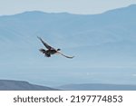 Sage hen or Sage Grouse, Centrocercus urophasianus, flying in the Nevada desert