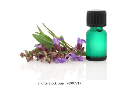 Käferblume und Blattsprig mit Aromatherapie ätherische Ölflasche einzeln auf weißem Hintergrund.