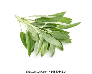 Sage Herb Isolated On White Background