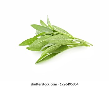 Sage Herb Isolated On White Background