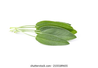 Sage Herb Isolated On White Background