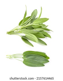 Sage Herb Isolated On White Background