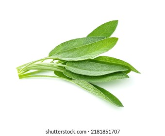 Sage Herb Isolated On White Background