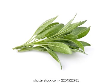 Sage Herb Isolated On White Background