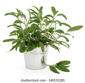 Sage Herb Plant In An Aluminium Pot Over White Background. Salvia.