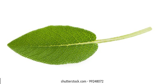 Sage Leaf Isolated On White