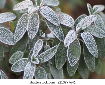 Sage leaves with frozen morning dew, London - Powered by Shutterstock