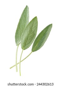 Sage Leaves Isolated