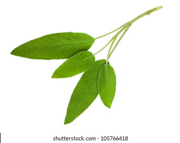 Sage Leaves Isolated On White