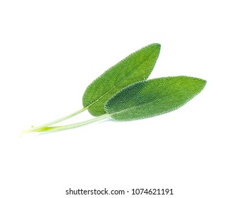 Sage Leaves Isolated On White Background