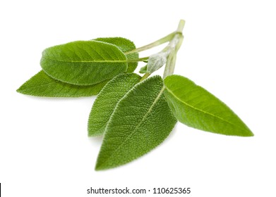 Sage Leaves Isolated On White