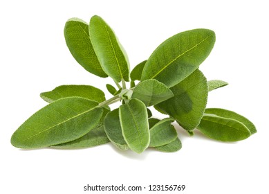 Sage Leaves Isolated On White