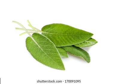 Sage Leaves Isolated On White