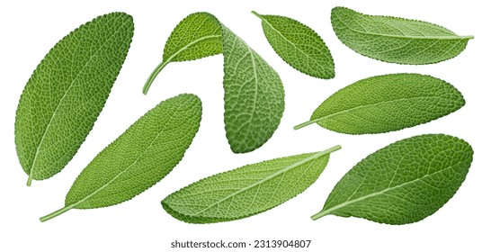 Sage leaves isolated on white background, full depth of field