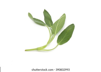 Sage Leaves Isolated On White