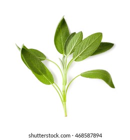 Sage Leaves Isolated On White Background