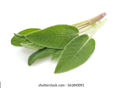 Sage Leaves Isolated On White Background