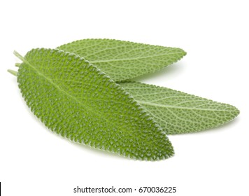 Sage Leaves Isolated On White Background Cutout.