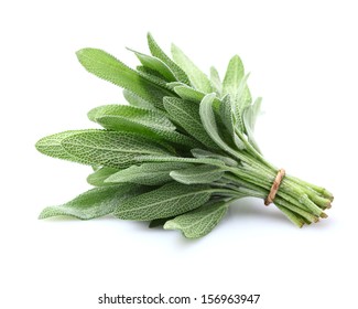 Sage Plant