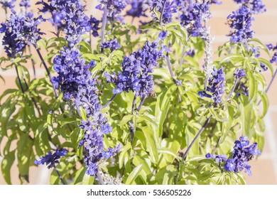 Sage Plant In Bloom