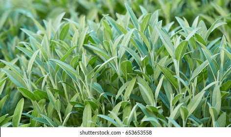 Sage Plant In Closeup