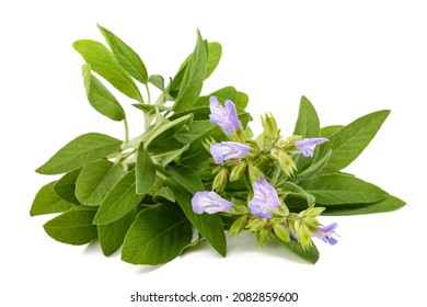 Sage plant in flowers isolated on white background