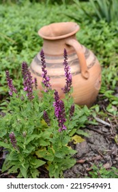 Sage Plant On The Background Of A Clay Pot In The Garden