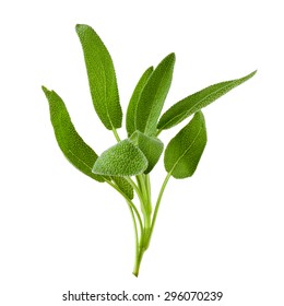 Sage Plant On A White Background