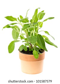 Sage Plant In Pot Isolated On White Background