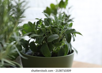 Sage Plant In Pot On Light Background, Closeup