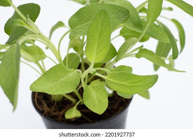 Sage Plant In Pot On White Background.