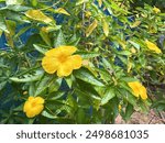 Sage rose with green and yellow leaves. Turners ulmifolia. West India holly, yellow alder. Full blooming flower in the morning only. Showing yellow flower which gonna be close petal in the afternoon .