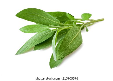 Sage Sprig Isolated On White Background