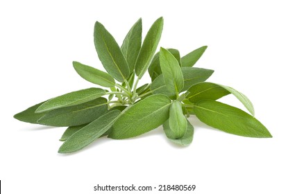 Sage Sprig Isolated On White Background