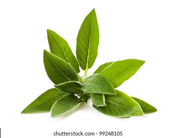 Sage Sprig Isolated On White