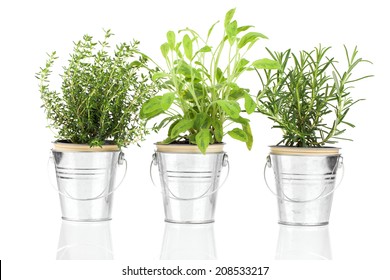 Sage, thyme and rosemary herb plant growing in a distressed pewter pot, isolated over white background. Salvia.
