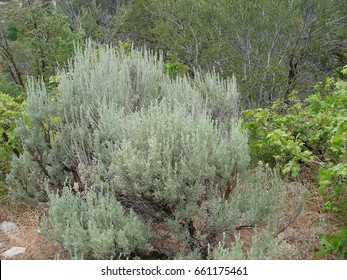 Sagebrush - Artemisia Tridentata