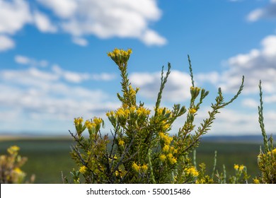 Sagebrush Blooming In The Oregon Desert Steppe During Spring