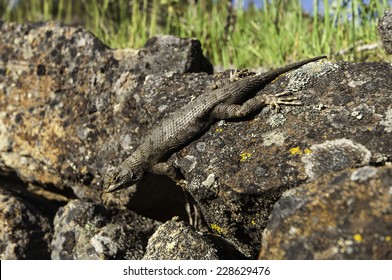 Sagebrush Lizard