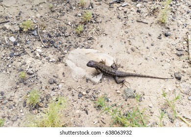 Sagebrush Lizard
